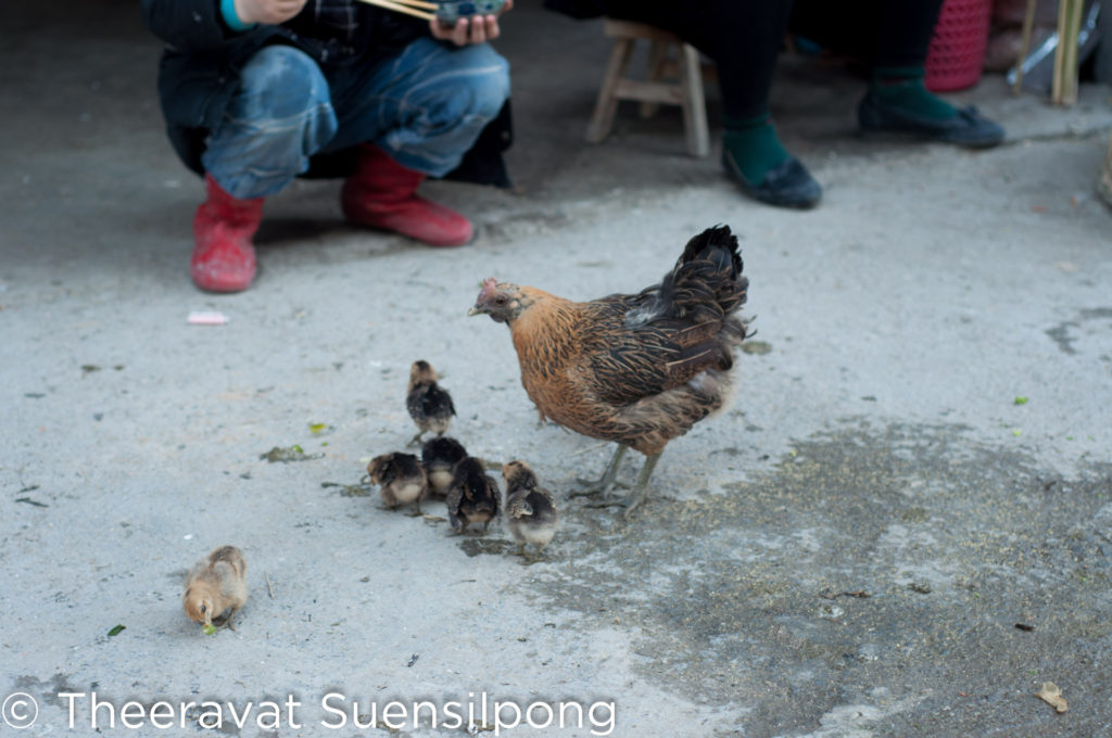 สัตว์เลี้ยง: ไก่