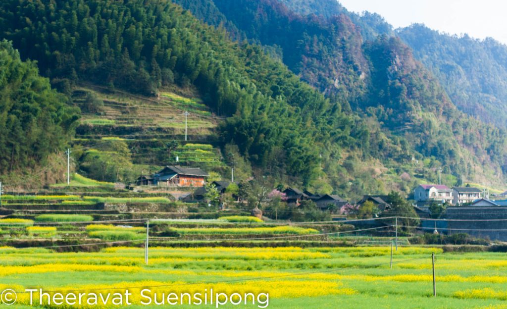 ทุ่งดอกมัสตาร์ดในหุบเขา